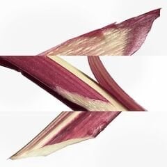 HERMÈS Eau de rhubarbe écarlate - Eau de Cologne 100 ml