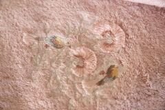BOMONTI TOWEL 30X50 BIRD EMBROIDERED CREAM COLOR