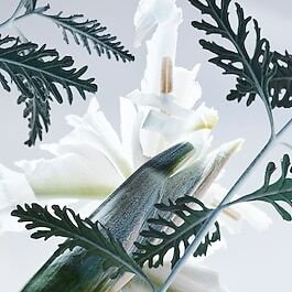 BVLGARI Man Glacial Essence - Eau De Parfum