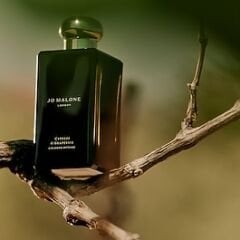 JO MALONE LONDON Cypress & Grapevine - Cologne
